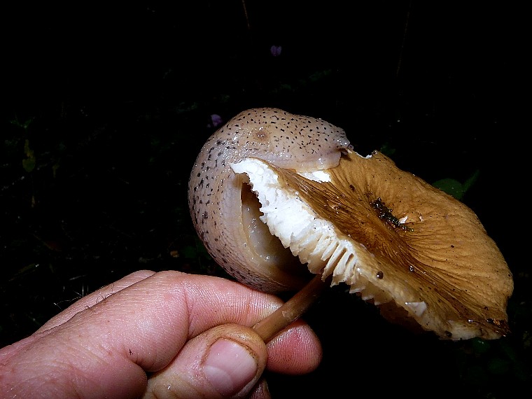 Limax millipunctatus (Forcart) da San Marco in Lamis (FG)